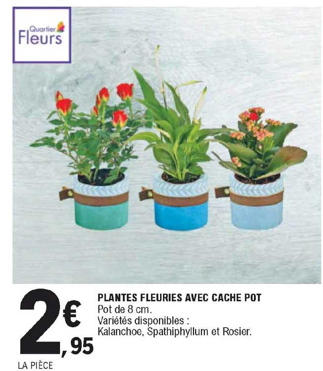 plantes fleuries avec cache pot
