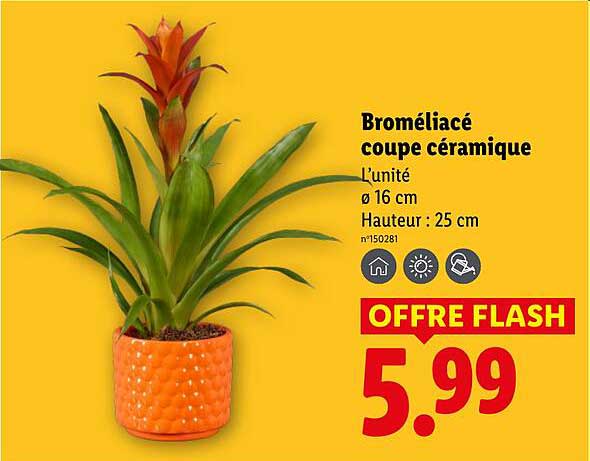 Broméliacé coupe céramique