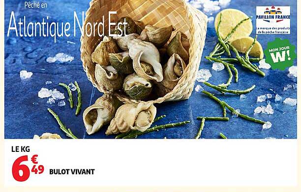 BULOT VIVANT