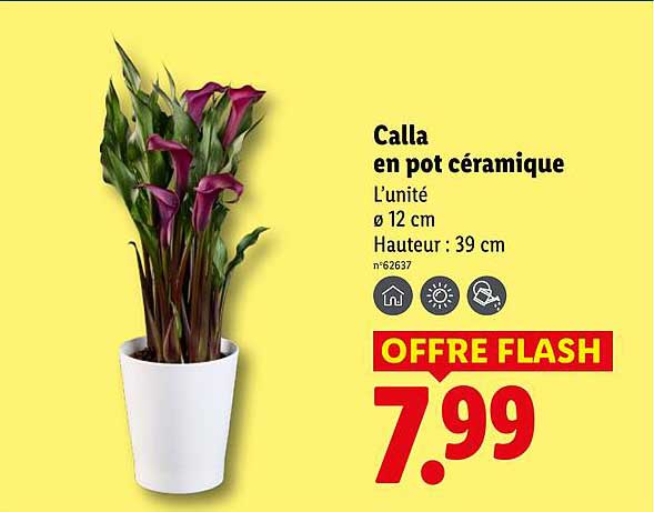 Calla en pot céramique