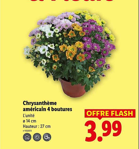 Chrysanthème américain 4 boutures