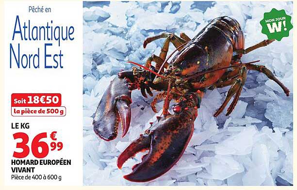 HOMARD EUROPÉEN VIVANT