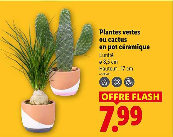 Plantes vertes ou cactus en pot céramique