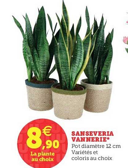 sanseveria vannerie