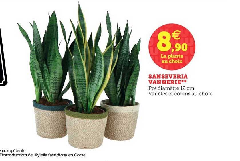 sanseveria vannerie