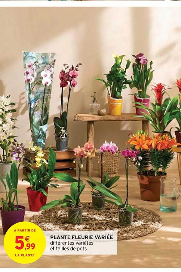 lante fleurie variée