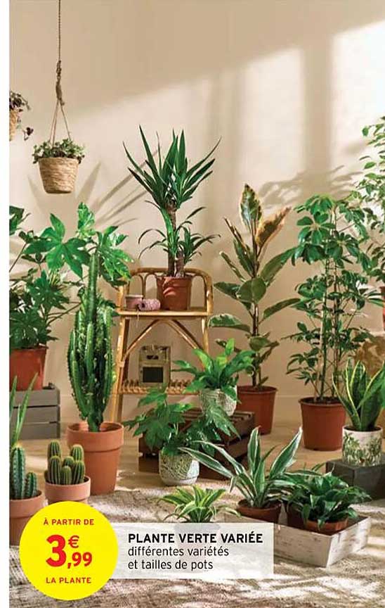 plante verte variée