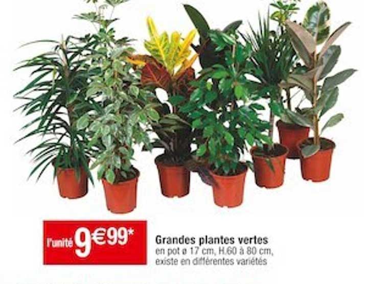 grandes plantes vertes
