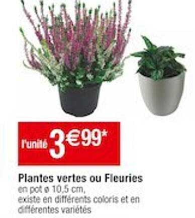 plantes vertes ou fleuries