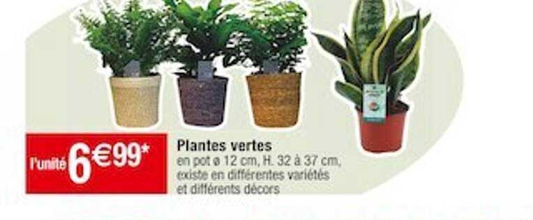 Plantes Vertes