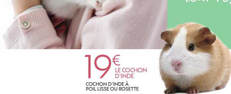 cochon d'inde à poil lisse ou rosette