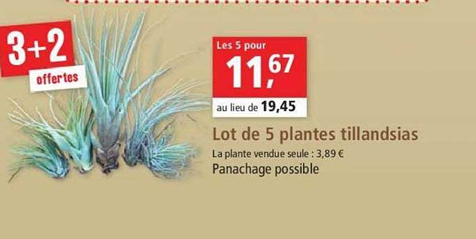 lot de 5 plantes tillandsias 3+2 offertes