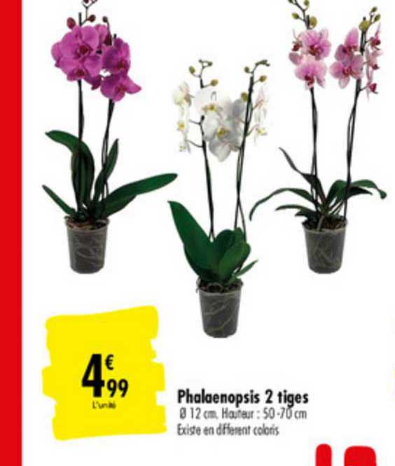 Phalaenopsis 2 Tiges