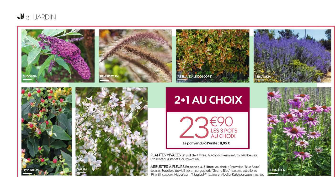 plante vivaces en pot de 4 litres arbustes à fleur en port 4.5 litres 2+1 au choix