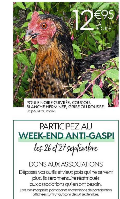 poule noir cuivrée coucou blanche herminée grise ou rousse