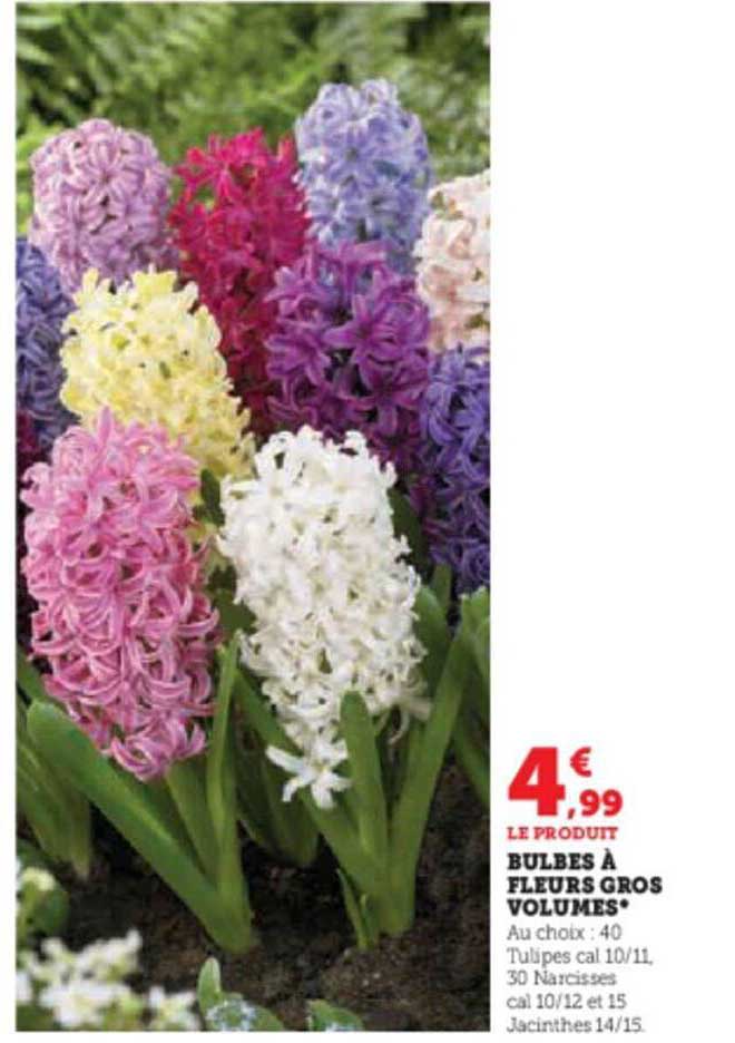 bulbes à fleurs gros volumes