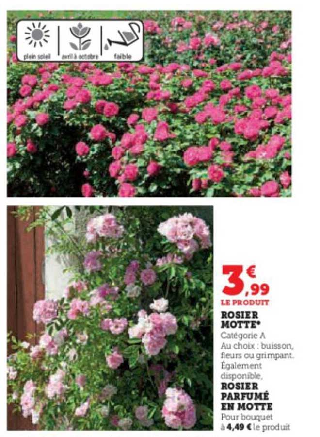 rosier motte, rosier parfumé en motte