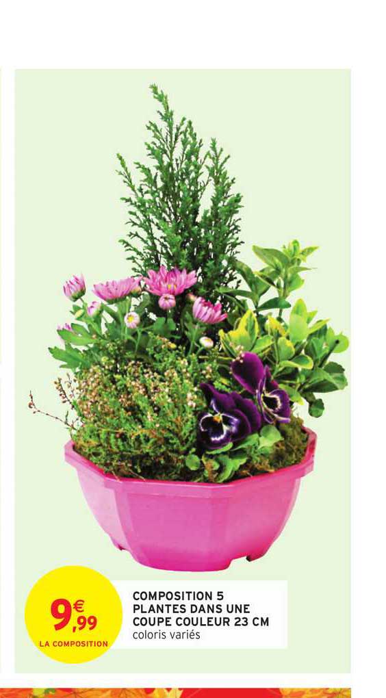 compositions 5 plantes dans une coupe couleur 23 cm