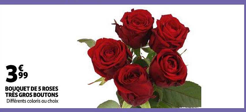 bouquet de 5 roses très gros boutons