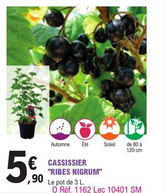 cassissier "ribes nigrum"