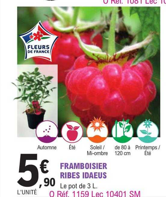 framboisier ribes idaeus