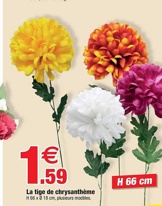 la tige de chrysanthème