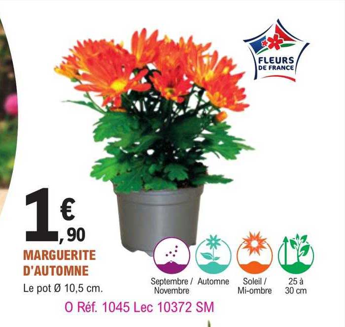 marguerite d'automne