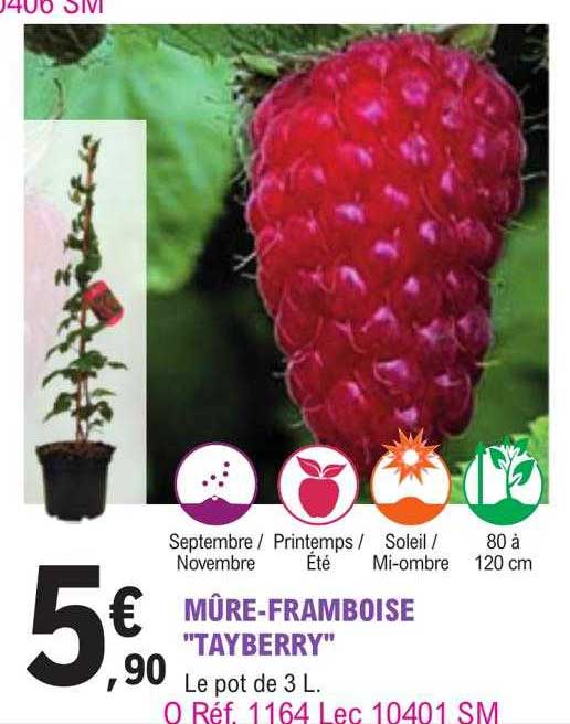 mûre-framboise "tayberry"