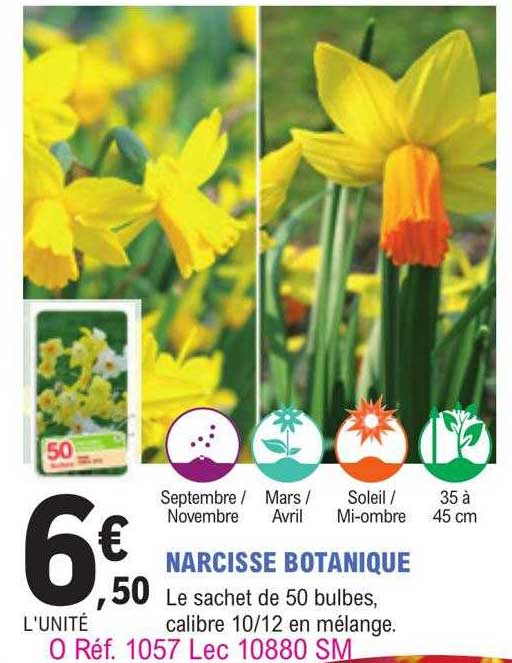 narcisse botanique