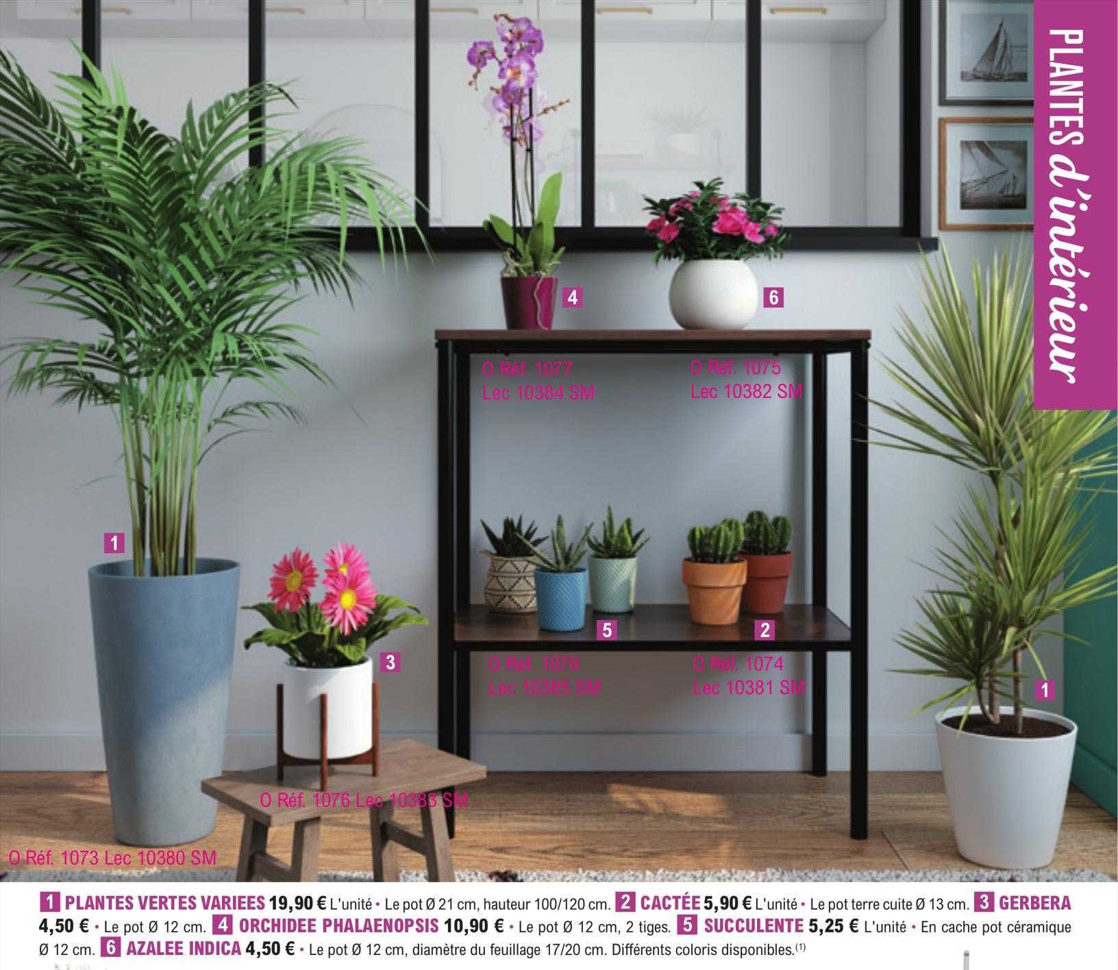 plantes vertes variées, cactée, gerbera, orchidée phalaenopsis, succulente, azalée indica