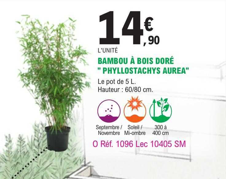 Bambou à Bois Doré "phyllostachys Aurea"