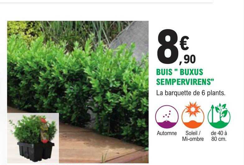 buis "buxus sempervirens"