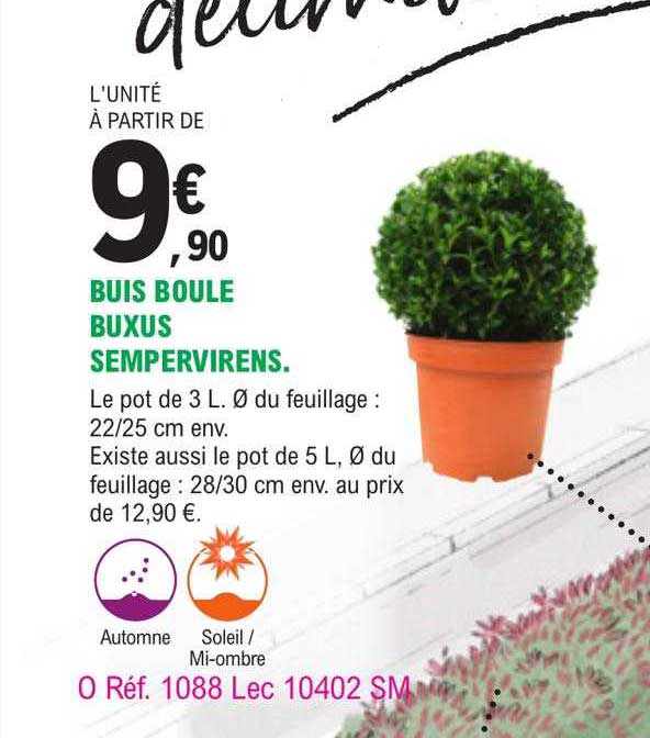 buis boule buxus sempervirens