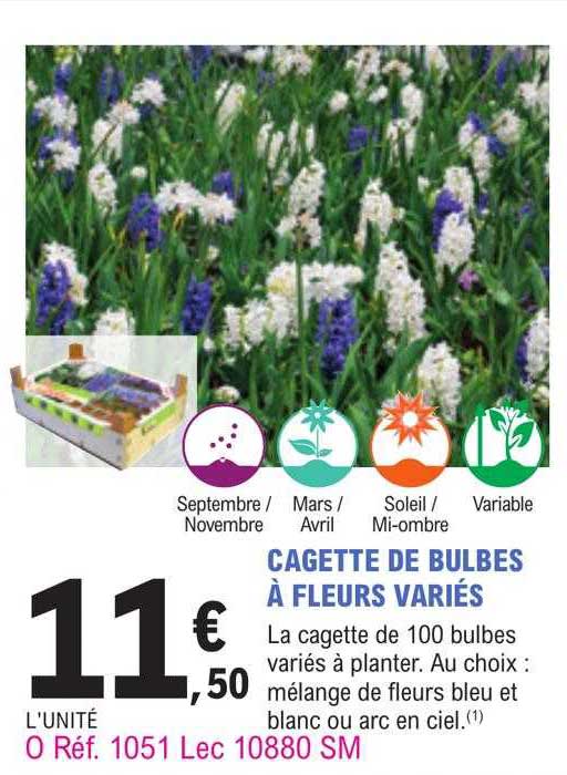cagette de bulbes à fleurs variés