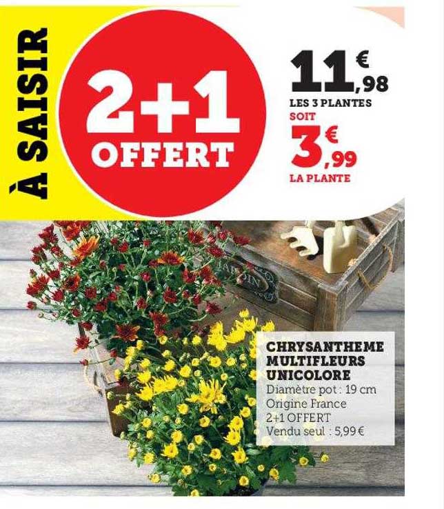 Chrysanthème Multi Fleurs Unicolore