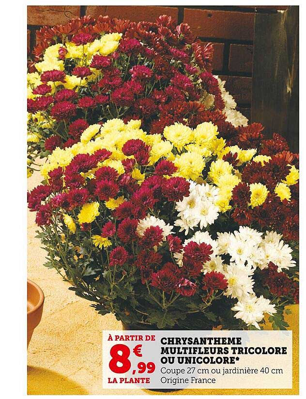 Chrysanthème Multifleurs Tricolore Ou Unicolore