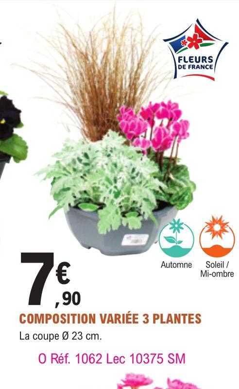 composition variée 3 plantes