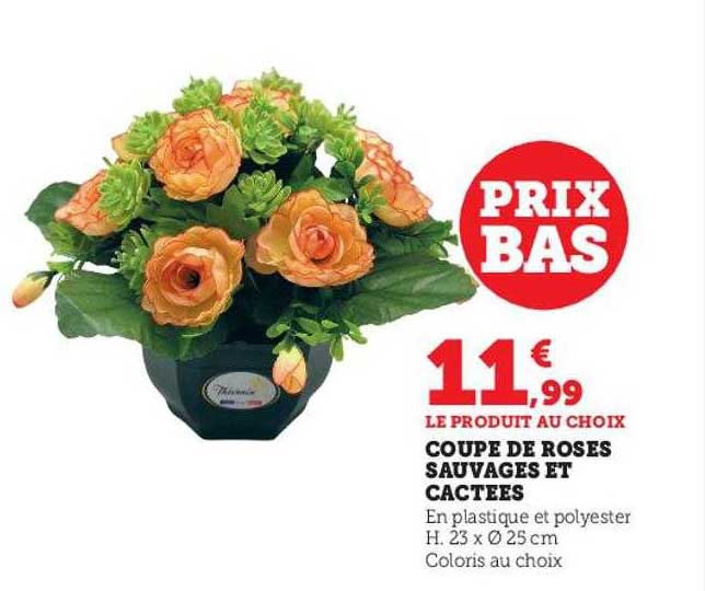 Coupe De Roses Sauvages Et Cactées