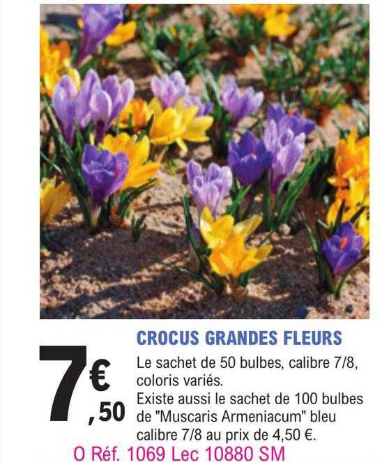 crocus grandes fleurs