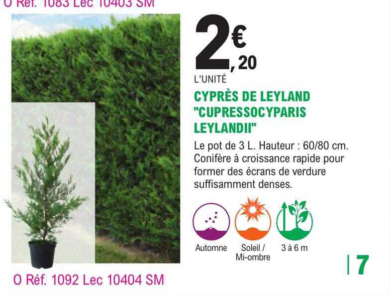 cyprès de leyland "cupressocyparis leylandii"