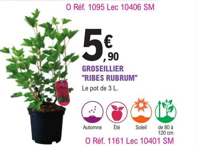 groseillier "ribes rubrum"