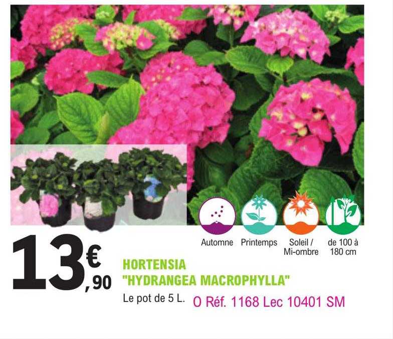 Hortensia "hydrangea Macrophylla"