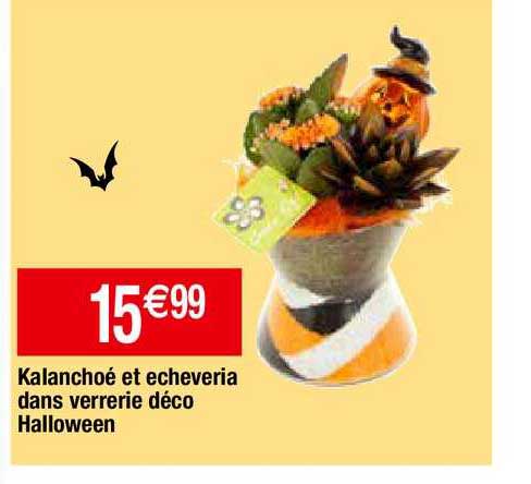 kalanchoé et écheveria dans verrerie déco halloween