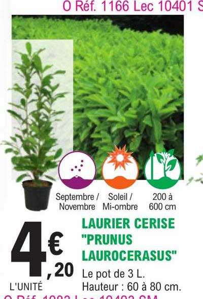 laurier cerise "prunus laurocerasus"