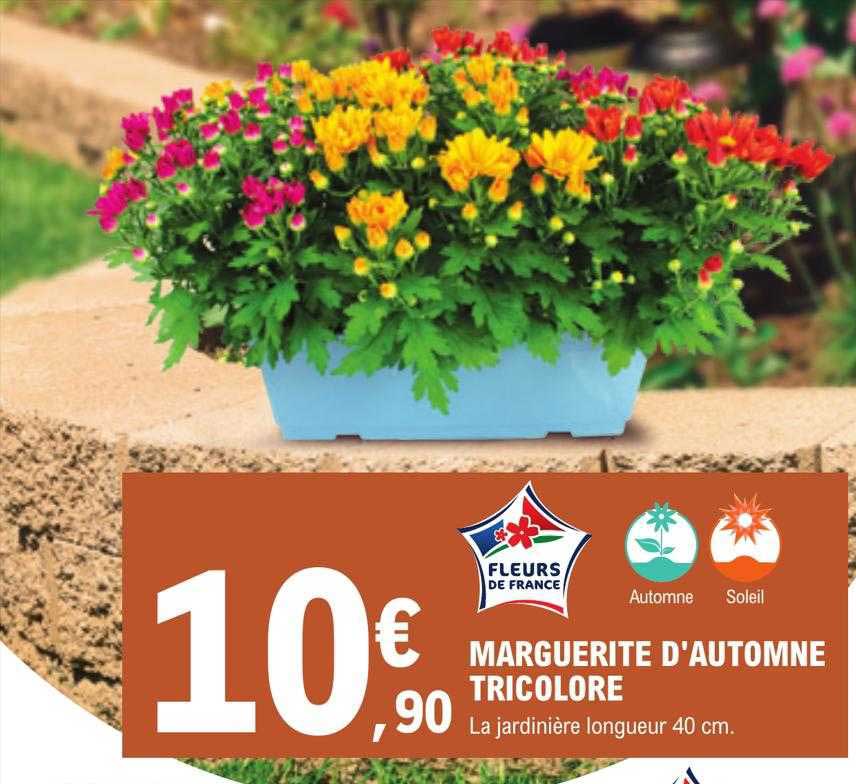 marguerite d'automne tricolore