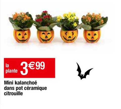 mini kalanchoé dans pot céramique citrouille