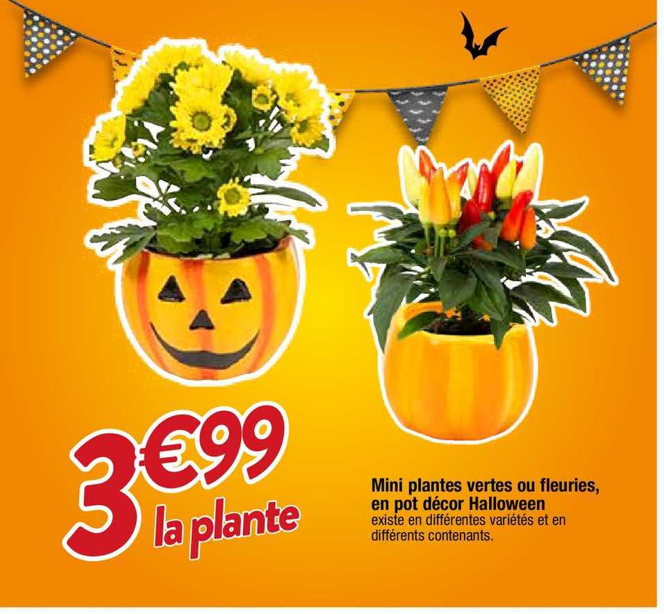 mini plantes vertes ou fleuries, en pot décor halloween