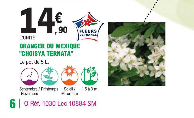 oranger du mexique "choisya ternata"