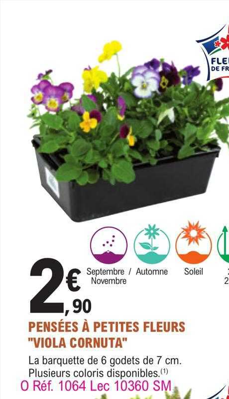 pensées à petites fleurs "viola cornuta"
