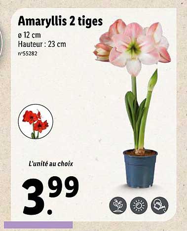amaryllis 2 tiges